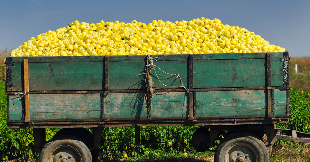 farm cart with apples